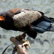 Photo d'Aigle - bateleur des savanes