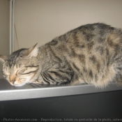 Photo de Chat domestique