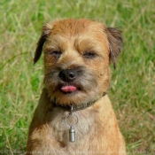 Photo de Border terrier