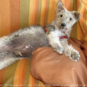 Photo de Fox terrier  poil dur