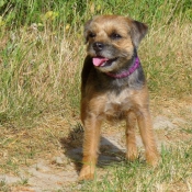 Photo de Border terrier