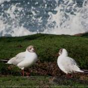 Photo de Mouette