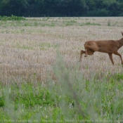 Photo de Cerf