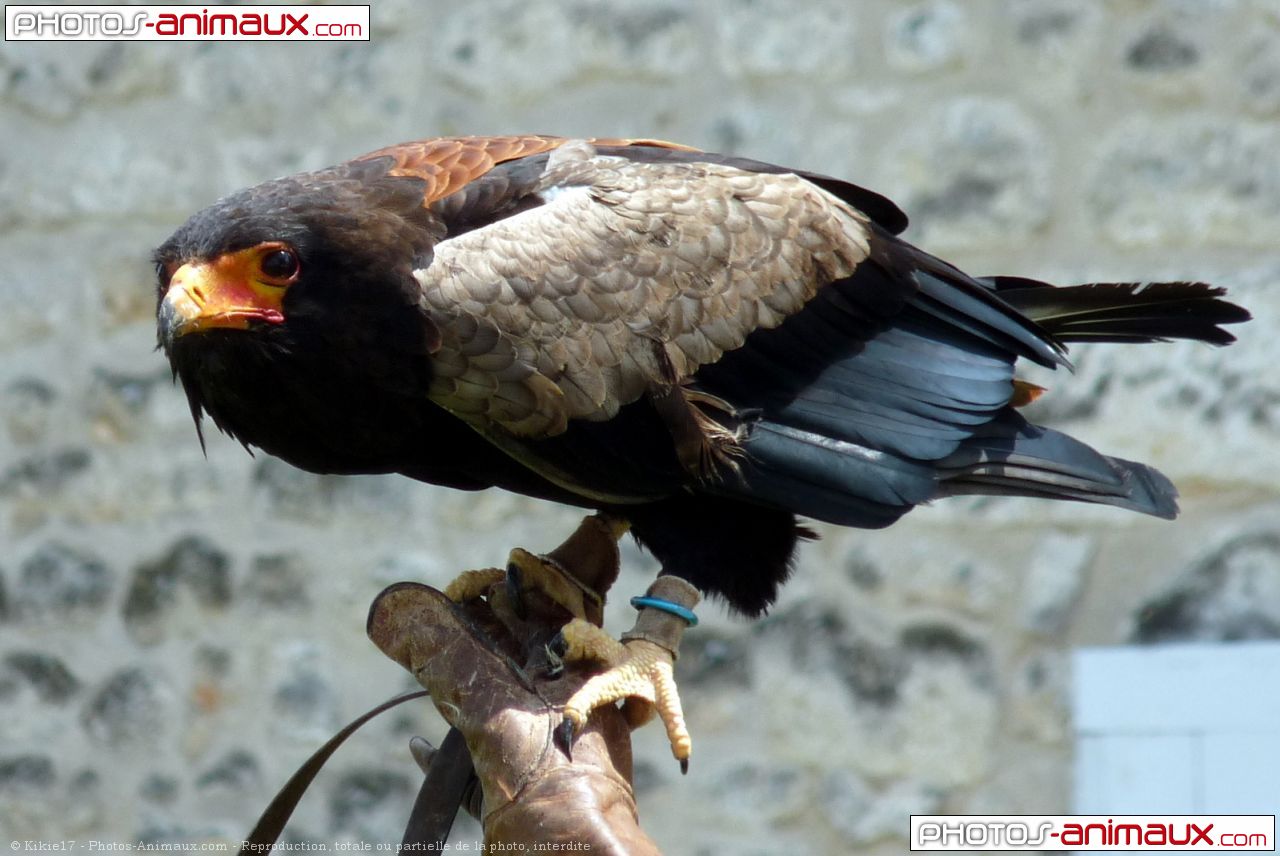 espèce d aigle en 8 lettres