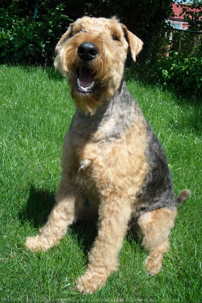 Photo d'Airedale terrier