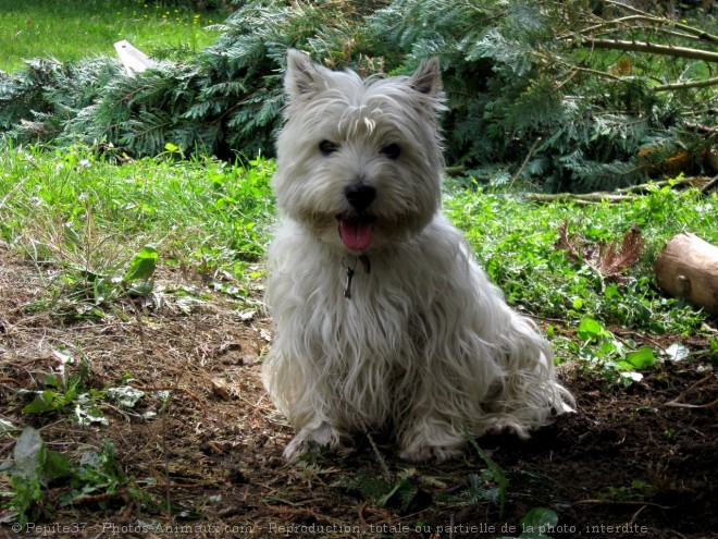 Photo de West highland white terrier