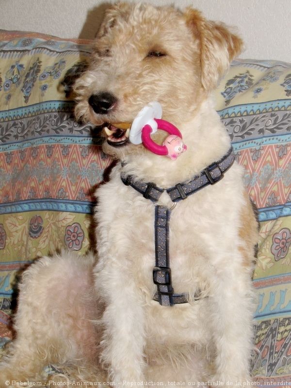 Photo de Fox terrier  poil dur