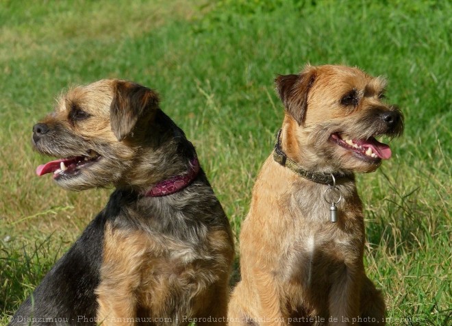 Photo de Border terrier