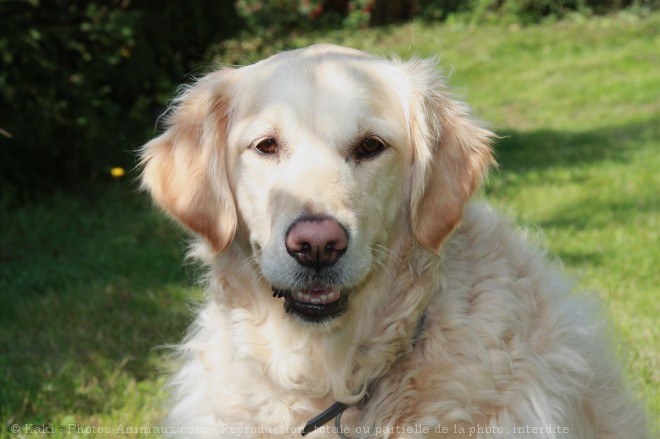 Photo de Golden retriever