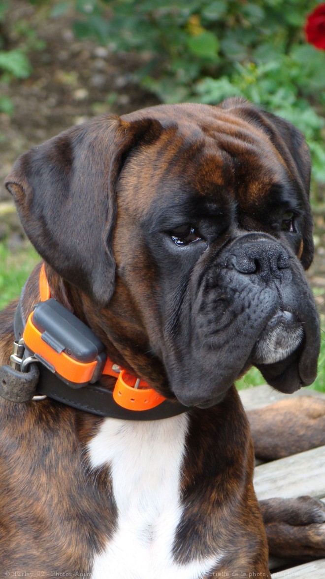 Photo de Boxer