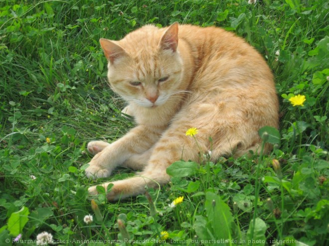 Photo de Chat domestique