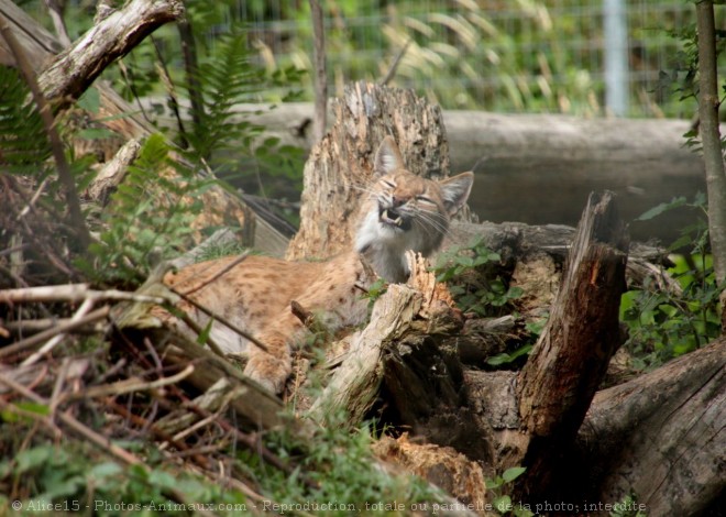 Photo de Lynx