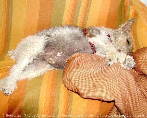 Photo de Fox terrier  poil dur