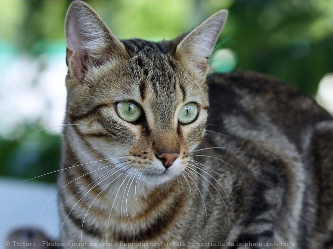 Photo de Chat domestique