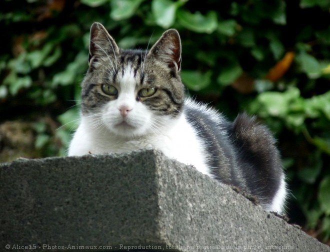 Photo de Chat domestique