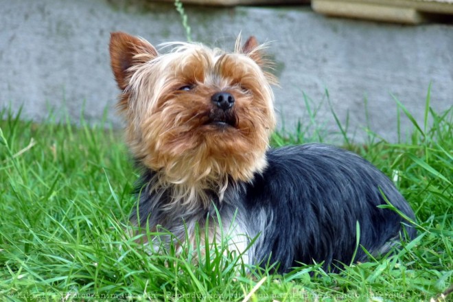 Photo de Yorkshire terrier