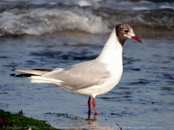 Photo de Mouette