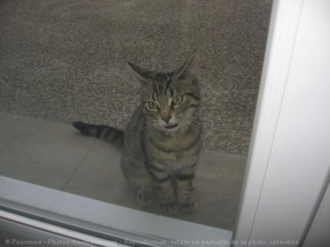 Photo de Chat domestique