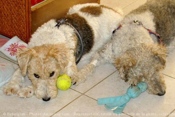 Photo de Fox terrier  poil dur