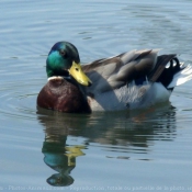 Photo de Canard colvert