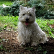 Photo de West highland white terrier