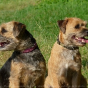 Photo de Border terrier