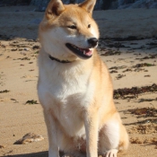 Photo de Shiba