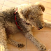 Photo de Fox terrier  poil dur