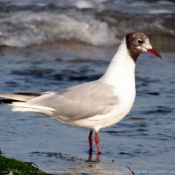 Photo de Mouette