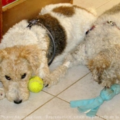 Photo de Fox terrier  poil dur