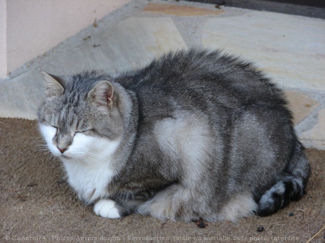 Photo de Chat domestique