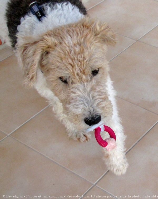 Photo de Fox terrier  poil dur