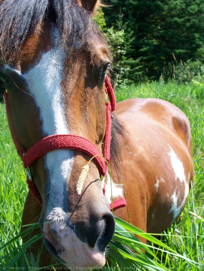 Photo de Paint horse