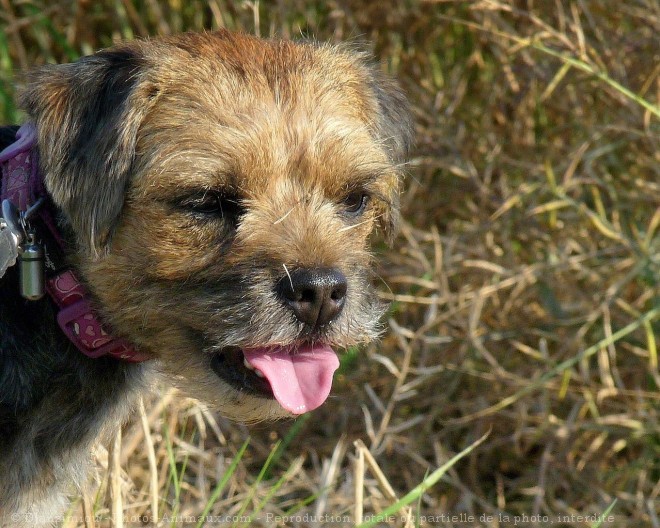 Photo de Border terrier