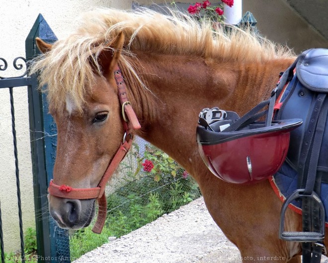 Photo de Poney (toutes races)