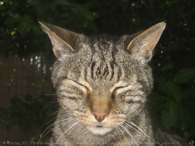 Photo de Chat domestique