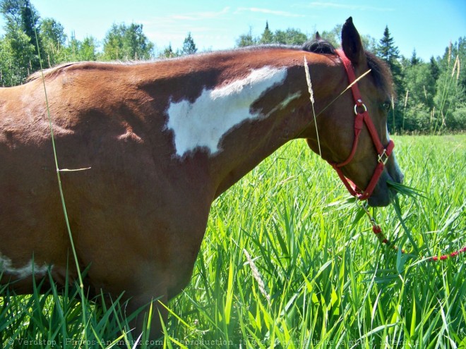 Photo de Paint horse