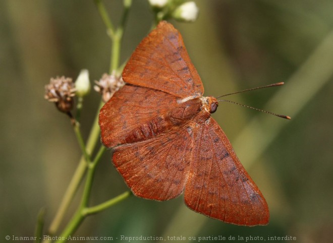 Photo de Papillon