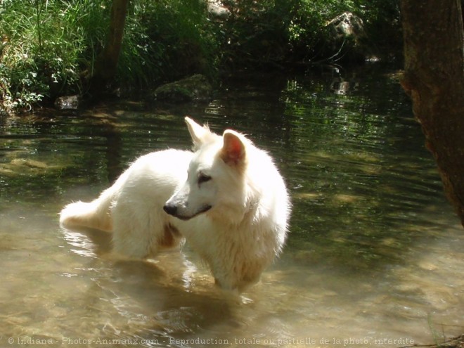 Photo de Berger blanc suisse