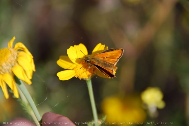 Photo de Papillon