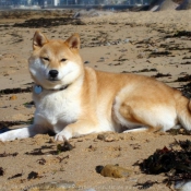 Photo de Shiba