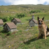 Photo de Berger allemand  poil court