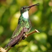 Photo de Colibri