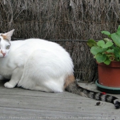 Photo de Chat domestique