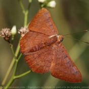 Photo de Papillon