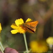 Photo de Papillon