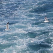 Photo de Mouette