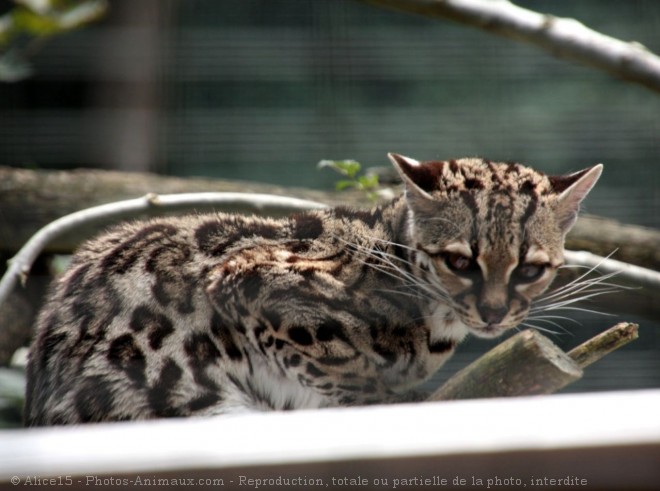 Photo de Chat margay