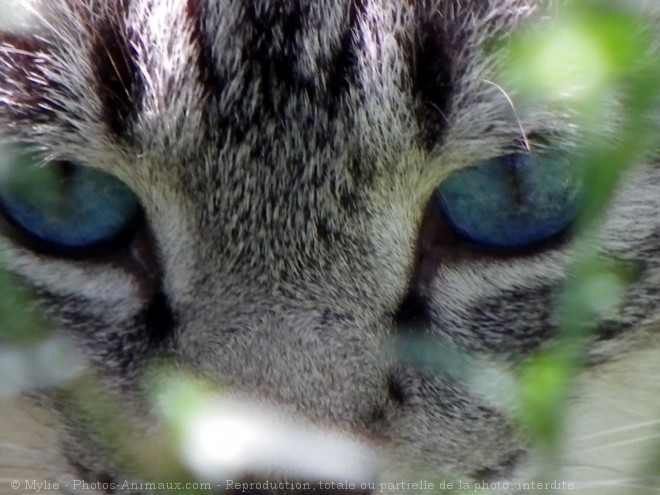 Photo de Chat domestique