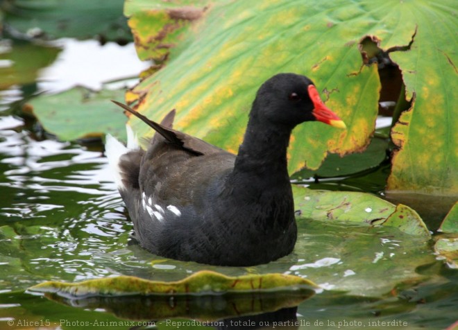 Photo de Poule d'eau